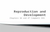 Chapters 46 and 47 Campbell 9th. (Rectum) Cervix Vagina Major vestibular (Bartholin’s) gland Vaginal opening Oviduct Ovary Uterus (Urinary bladder) (Pubic.