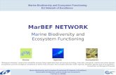 Marine Biodiversity and Ecosystem Functioning EU Network of Excellence Sustainable development, global change and ecosystems Contract no. 505446 MarBEF.