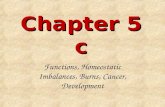 Chapter 5 c Functions, Homeostatic Imbalances, Burns, Cancer, Development.