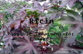 Ricin Possible Treatment for Cancer?. A poison found naturally in beans of caster bean plant, Ricinus communis – Family Euphorbiaceae – Native to tropical.