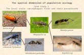The spatial dimension of population ecology Case study I The local scale: necrophagous flies and their parasitoids Arion ater Megaselia sp Basalys parva.