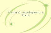 Prenatal Development & Birth. Conception & Genetics When does life begin? Process of Conception: –Every 28 days egg is released, which contains 23 chromosomes.