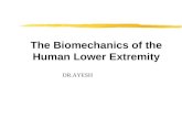 The Biomechanics of the Human Lower Extremity DR.AYESH.