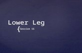 { Lower Leg Session 16.  Deduce and apply the range of motion restrictions of the ligaments of the knee joint.  Describe the attachments, innervations,