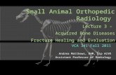 Small Animal Orthopedic Radiology Lecture 3 – Acquired Bone Diseases Fracture Healing and Evaluation VCA 341 Fall 2011 Andrea Matthews, DVM, Dip ACVR Assistant.