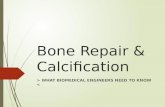 Bone Repair & Calcification > WHAT BIOMEDICAL ENGINEERS NEED TO KNOW