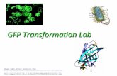 GFP Transformation Lab Images taken without permission from  20Tutorial/image005.jpg,