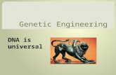 DNA is universal. Long history of manipulating genes Speed- horses Strength- oxen Larger fruit.