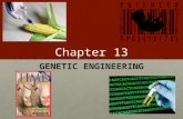 Chapter 13 GENETIC ENGINEERING. Genetic variation How are a great dane and a chihuahua similar? How are a great dane and a chihuahua similar? All dogs.