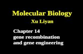 Molecular Biology Xu Liyan Chapter 14 gene recombination and gene engineering.