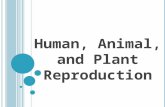 Human, Animal, and Plant Reproduction Fertilization Fertilization is the fusion of a haploid sperm and a haploid egg Produces a diploid zygote External.