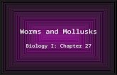 Worms and Mollusks Biology I: Chapter 27. FLATWORMS.