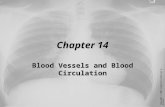 Copyright © 2004 Lippincott Williams & Wilkins Chapter 14 Blood Vessels and Blood Circulation.