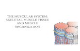 THE MUSCULAR SYSTEM: SKELETAL MUSCLE TISSUE AND MUSCLE ORGANIZATION.