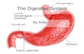 The Digestive System By Sofia. Where does the food digestion begin???? Digestion, the breaking down of food into small molecules that will be absorbed.