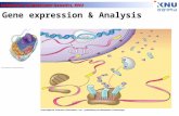 Laboratory of Molecular Genetics, KNU Gene expression & Analysis.