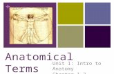 + Unit 1: Intro to Anatomy Chapter 1.2 Anatomical Terms.