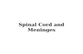 Spinal Cord and Meninges. Objectives: 1.Describe the segmental nature and external structure of the spinal cord. 2.Indicate the relationship of spinal.
