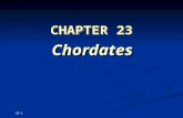 23-1 CHAPTER 23 Chordates Chordates. Copyright © The McGraw-Hill Companies, Inc. Permission required for reproduction or display. 23-2 The Chordates: