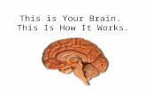 This is Your Brain. This Is How It Works.. Parts of the brain: Keep in mind there are two distinct sides with different functions.