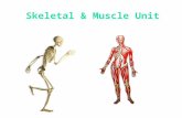 Skeletal & Muscle Unit. Notes How many bones does the human skeleton contain?