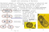 Fig. 6-1 Growth and culturing of Bacteria Bacterial growth is affected by a variety of physical and nutritional factors. Knowing these allows culture of.