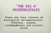 There are four classes of biological macromolecules: Proteins, lipids, carbohydrates and nucleic acids.