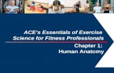 1 ACE’s Essentials of Exercise Science for Fitness Professionals Chapter 1: Human Anatomy.