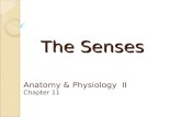 The Senses Anatomy & Physiology II Chapter 11. The Senses Sensory receptors detect and respond to stimuli (environmental change) Activation of receptors.