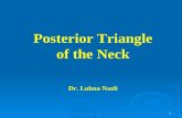 1 Posterior Triangle of the Neck Dr. Lubna Nazli.