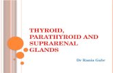 T HYROID, P ARATHYROID AND S UPRARENAL G LANDS Dr Rania Gabr.