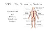 SBI3U - The Circulatory System Introduction and Human Circulatory System.