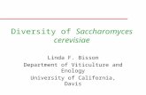 Diversity of Saccharomyces cerevisiae Linda F. Bisson Department of Viticulture and Enology University of California, Davis.