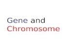 Gene and Chromosome. DNA is the genetic material.