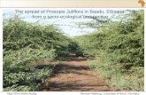 May 2014 Addis Ababa Simone Rettberg, University of Bonn, Germany 1 The spread of Prosopis Juliflora in Baadu, Ethiopia from a socio-ecological perspective.
