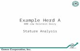 Example Herd A 800 cow Holstein Dairy Stature Analysis.