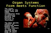 Organ Systems Form meets Function The organ systems of the human body and other vertebrates help to maintain balance and perform a variety of functions.