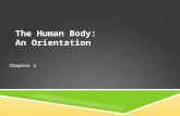THE HUMAN BODY: AN ORIENTATION Chapter 1. © 2013 Pearson Education, Inc. OVERVIEW OF ANATOMY AND PHYSIOLOGY  Anatomy  Study of structure  Subdivisions: