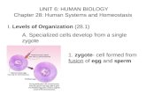 UNIT 6: HUMAN BIOLOGY Chapter 28: Human Systems and Homeostasis I. Levels of Organization (28.1) A. Specialized cells develop from a single zygote 1. zygote-