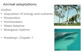 Animal adaptations Outline: Acquisition of energy and nutrients Respiration Homeostasis Water balance Biological rhythms Readings: Chapter 7.