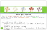 Human Body Systems The 11 organ systems of the human body work together to maintain homeostasis; a stable internal environment We will study 10 of the.