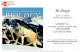 Biology Sylvia S. Mader Michael Windelspecht Chapter 31 Animal Organization and Homeostasis Lecture Outline Copyright © The McGraw-Hill Companies, Inc.