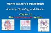Health Sciences & Occupations Anatomy, Physiology and Disease Chapter 12 The Cardiovascular System.