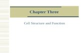 Chapter Three Cell Structure and Function The Fundamental Discovery!  Curiosity led early investigators to the most fundamental of all discoveries about.