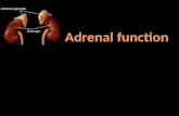 The adrenal gland is a multifunctional organ that produces the steroid hormones and neuropeptides which are essential for life.  Despite the complex.
