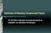 Methods of Planting Ornamental Plants 21.00 Plant selected ornamental plants to establish an attractive landscape.