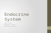 Endocrine System Iman Awan Meighan Tuten Mackenzie Weeks.