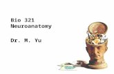 Bio 321 Neuroanatomy Dr. M. Yu. Nervous System Introduction Bio 321 Neuroanatomy.