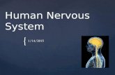 { Human Nervous System 1/14/2015. Introduction The Human Nervous System is comprised of two sections: The Central Nervous System and the Peripheral Nervous.