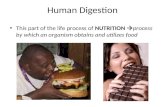 Human Digestion This part of the life process of NUTRITION  process by which an organism obtains and utilizes food.